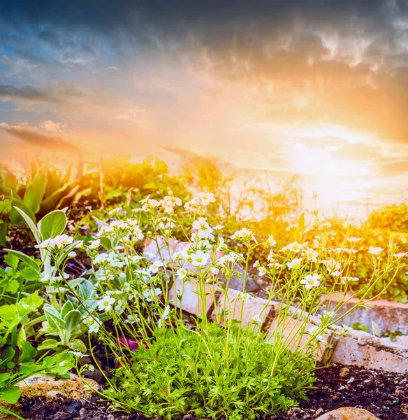 Fondo de la naturaleza brillante —  Fotos de Stock