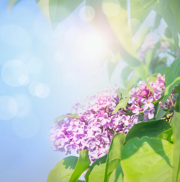 Lilac flowers over blue sky — Stock Photo, Image