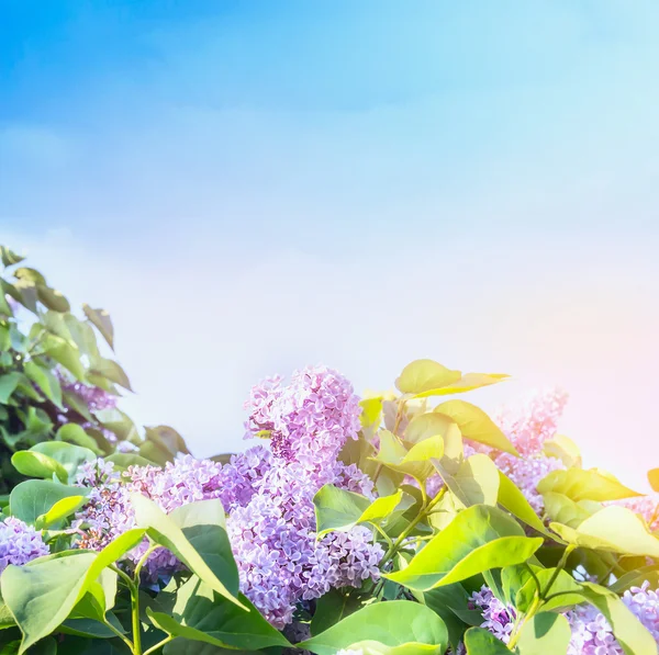 Flores lila sobre el cielo azul —  Fotos de Stock