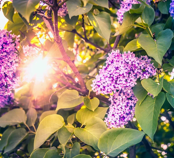 Arbusto floração lilás — Fotografia de Stock