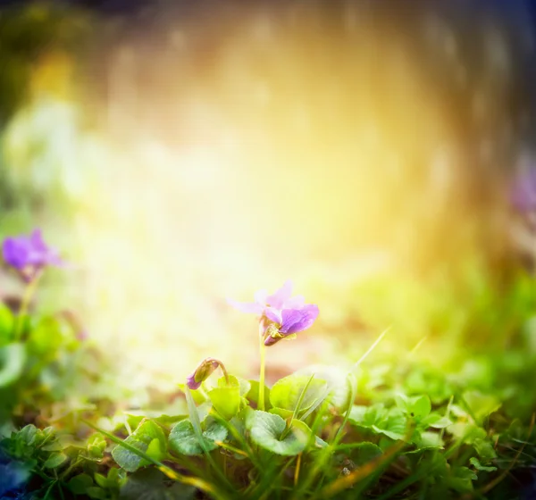 Wild violets on garden background — Stock Photo, Image