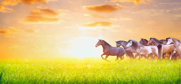 Manada de cavalos a correr — Fotografia de Stock