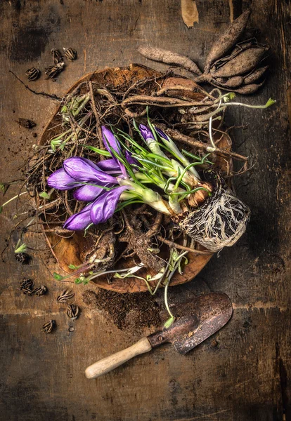 Jardinage printanier avec cuillère — Photo