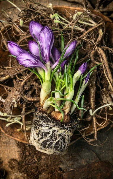 Jardinagem de primavera com colher — Fotografia de Stock