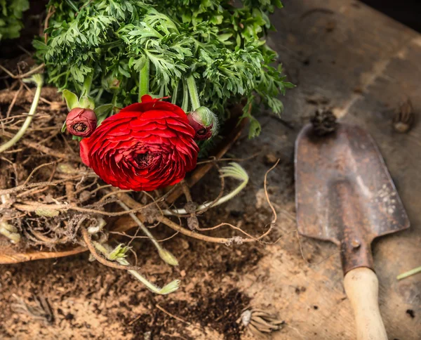 Jardinería de primavera con cuchara —  Fotos de Stock