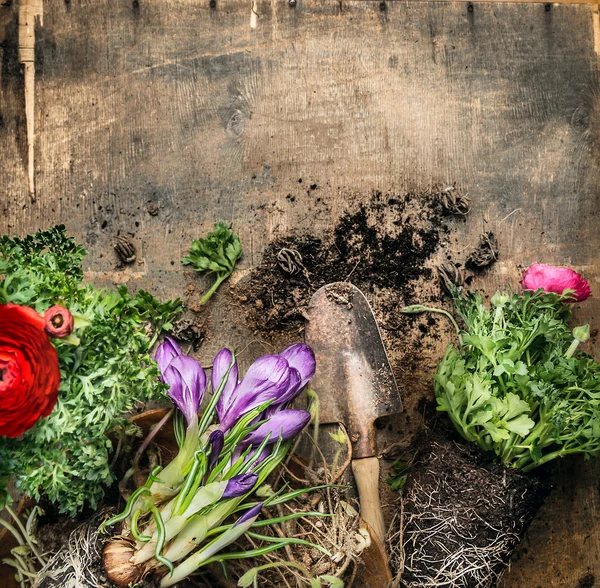 Våren trädgårdsskötsel med skopa — Stockfoto