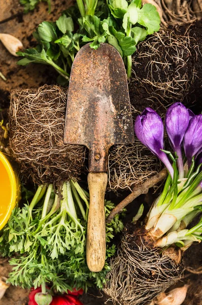 Spring gardening with scoop — Stock Photo, Image