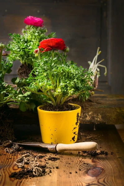 Buttercups potting with soil — Stock Photo, Image