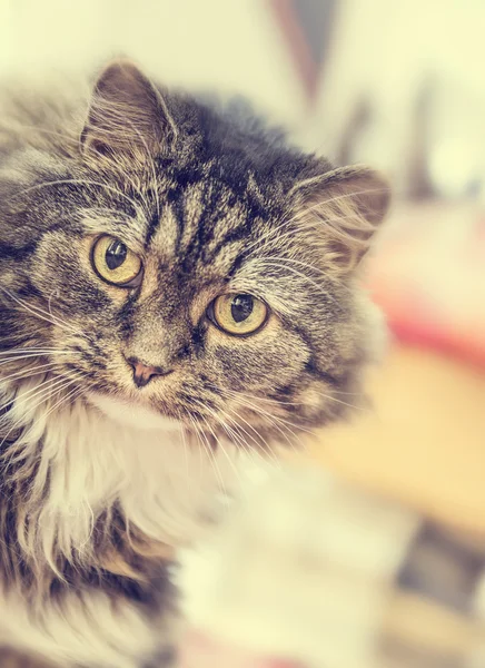 Schattige fluffy kat — Stockfoto