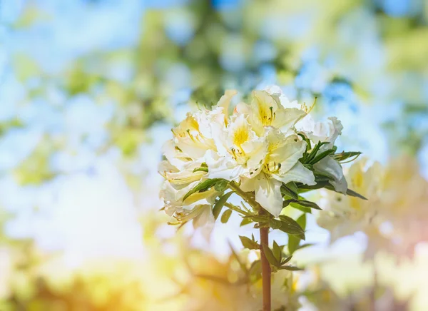 Λευκό κίτρινο Rhododendron ανθισμένα — Φωτογραφία Αρχείου