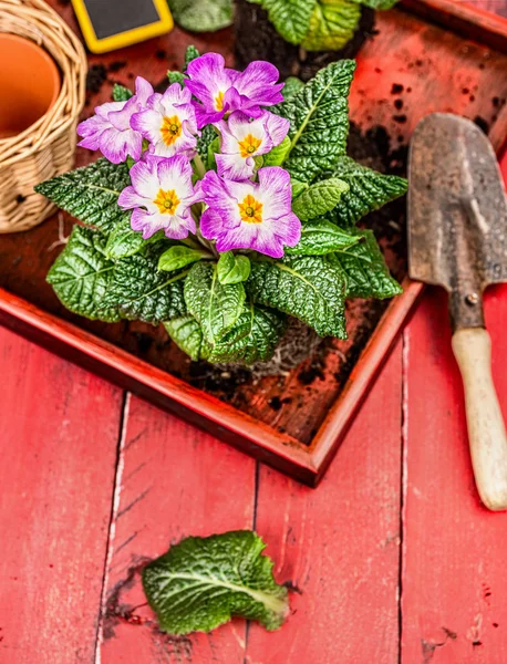 Trädgårdsskötsel med blomkruka — Stockfoto