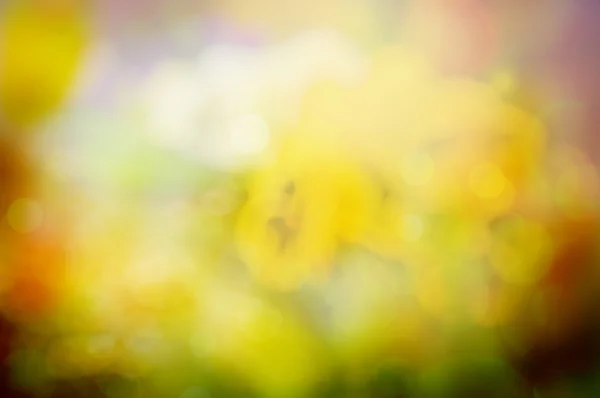 Yellow flowers background — Stock Photo, Image