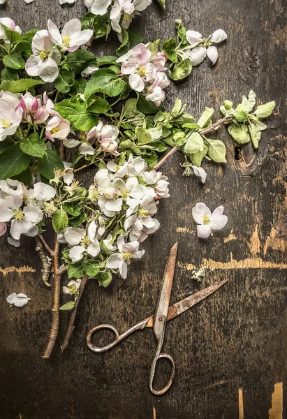 Spring garden blossoms — Stock Photo, Image