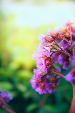 Brurred arka plan üzerinde Bergenia çiçekler