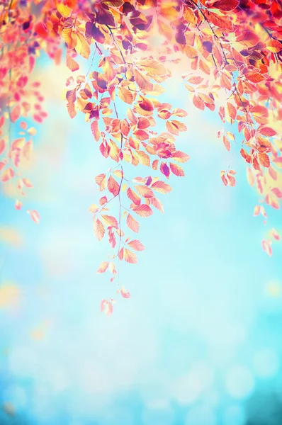 Sonbahar ağaç yapraklar — Stok fotoğraf