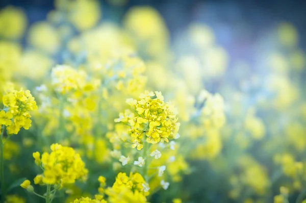 Friss kerti virágok — Stock Fotó