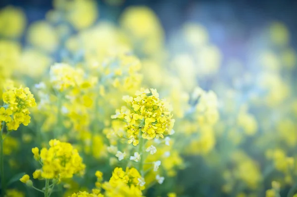 花园鲜花 — 图库照片