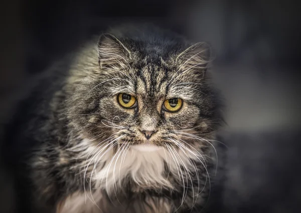 Söt fluffigt katt — Stockfoto