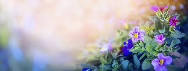 Flores frescas de jardín — Foto de Stock