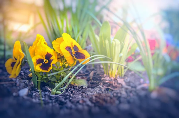 Friss kerti virágok — Stock Fotó