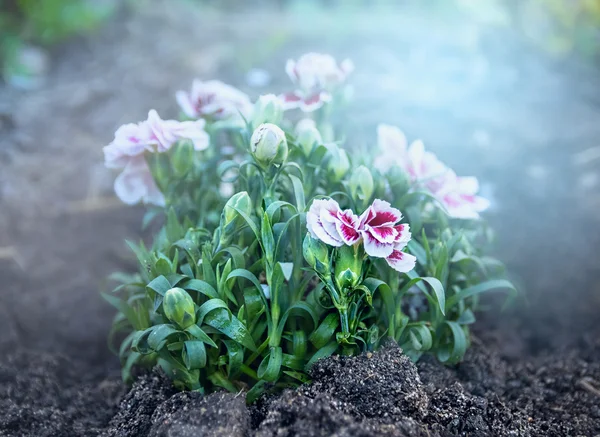 Ramo de clavel blanco rosa — Foto de Stock