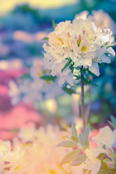 Rhododendron blossom in garden — Stock Photo, Image