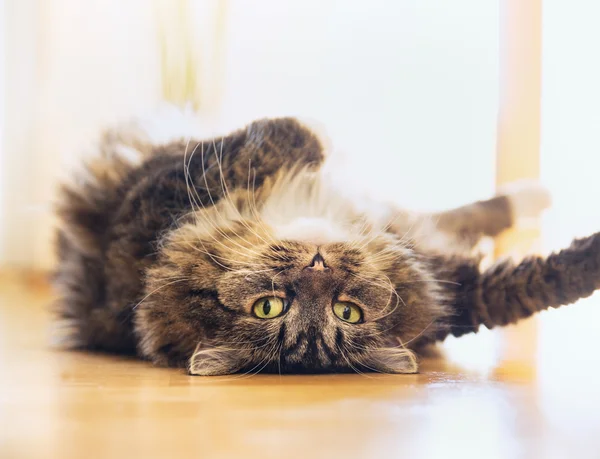 Cute fluffy cat — Stock Photo, Image