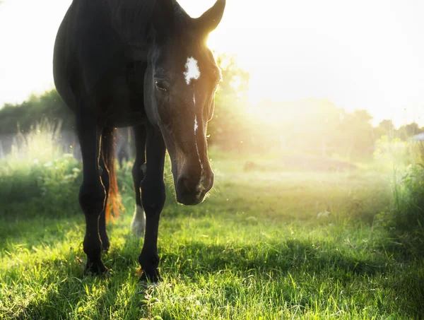 Young gray horse — Stock Photo, Image