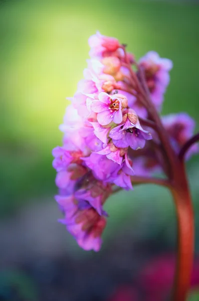 Bergenia flower close up — Stock Photo, Image
