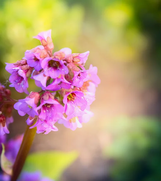 Bergenia flor de cerca — Foto de Stock