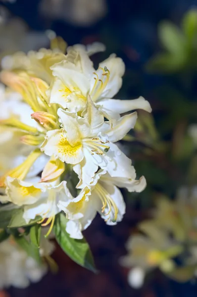 Čerstvé zahradní květiny — Stock fotografie