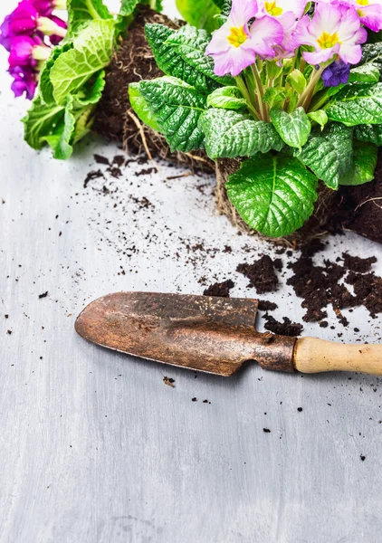 Blooming plant with soil — Stock Photo, Image