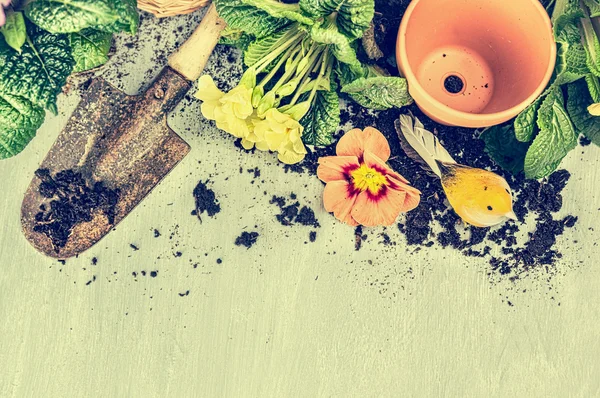 Gartenschaufel und Blumen — Stockfoto