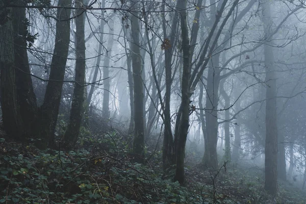 一片多愁善感的雾蒙蒙的秋林 阳光穿过树林 — 图库照片