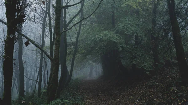 Path Moody Misty October Woodland — Stock Photo, Image
