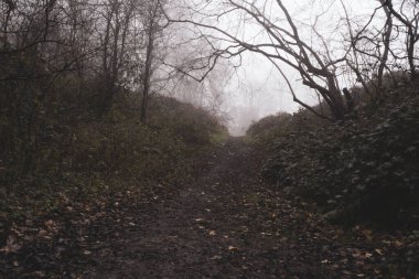 Kasvetli, sisli bir kış gününde ağaçların arasında bir patika..