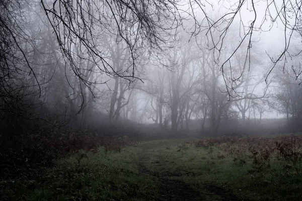 Chemin Travers Les Bois Par Une Journée Hivers Lunaire Brumeux — Photo