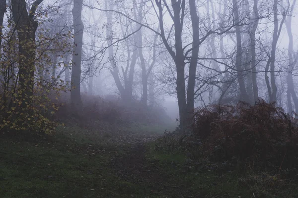 Camino Través Bosque Día Inviernos Sombríos Neblinosos — Foto de Stock