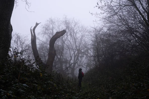 霧深い冬の日に不気味な森の端にある枯れ木を見上げたハイカー — ストック写真