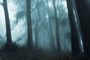 Sisli bir sonbahar gününde İngiliz kırsalında ürkütücü büyülü bir orman. Bir grunge, sanatsal, düzenleme