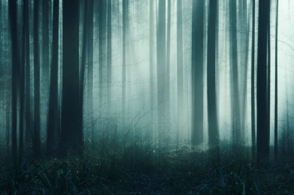 Blurred Abstract Edit Spooky Forest Atmospheric Misty Winters Day — Stock Photo, Image