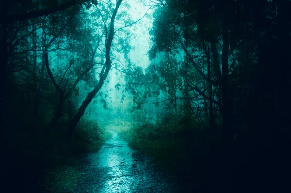 Conceito Caminho Através Uma Floresta Assustadora Nebulosa Inverno Com Grunge — Fotografia de Stock