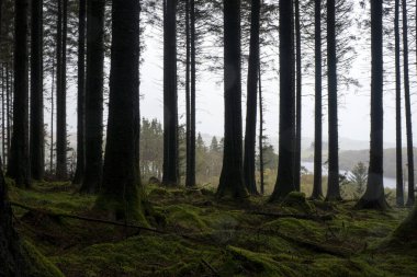 Gökyüzüne karşı karanlık, kasvetli bir orman silueti. Usk Reservoir, Carmarthenshire, Galler. İngiltere.