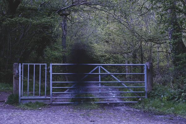 Bulanık Karanlık Bir Hayaletin Kasvetli Bir Korku Filmi Ormandaki Bir — Stok fotoğraf