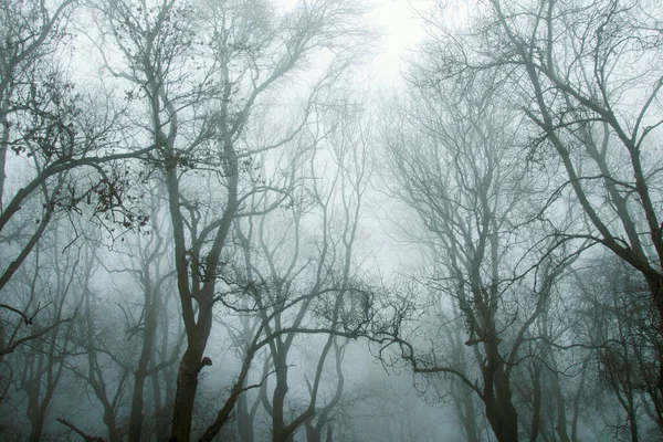 Kırsal Kesimdeki Bir Ormandaki Ağaçlara Bakan Karamsar Bir Düzenleme Kasvetli — Stok fotoğraf