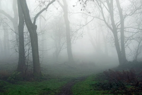 Una Edición Malhumorada Camino Que Atraviesa Bosque Campo Sombrío Día — Foto de Stock