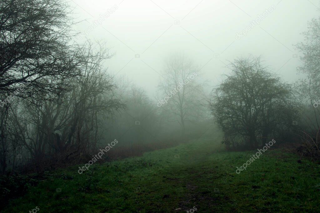 A moody edit of a path going through a forest in the countryside. On a bleak foggy, winters day.