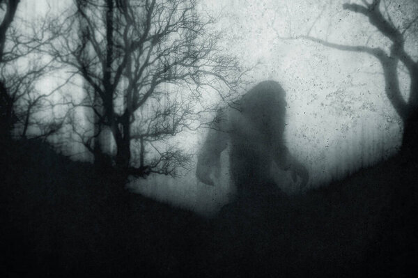 A dark scary concept. Of a mysterious bigfoot figure, walking through a forest. Silhouetted against trees. On a foggy winters day. With a grunge, textured edit. 