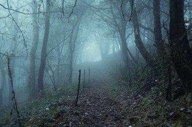 Ürkütücü bir atmosferik ormanda yokuş yukarı giden bir patika. Soğuk, sisli bir sonbahar gününde. İngiltere