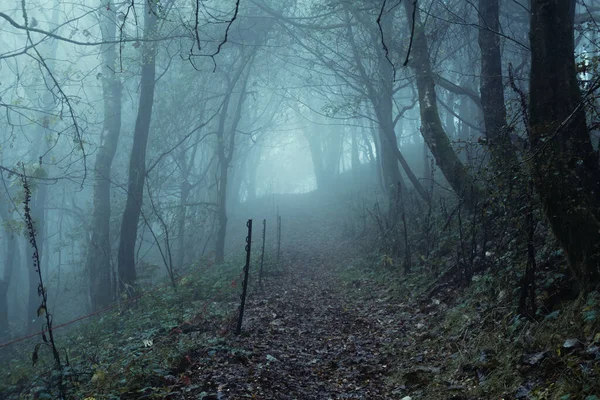 一条穿过令人恐怖的大气森林爬山的小路 在一个寒冷 多雾的秋日里 — 图库照片
